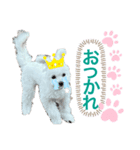 ととまる★ぽめぷー（個別スタンプ：8）