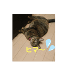 おはぎvol.1（個別スタンプ：1）
