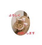 おはぎvol.1（個別スタンプ：2）