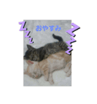 おはぎvol.1（個別スタンプ：4）