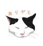 はぶあにゃいすでい（個別スタンプ：5）
