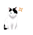 はぶあにゃいすでい（個別スタンプ：11）