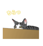 はぶあにゃいすでい（個別スタンプ：19）