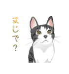 はぶあにゃいすでい（個別スタンプ：20）