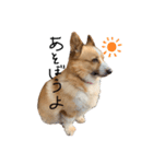 コーギー犬のれもんちゃん（個別スタンプ：1）