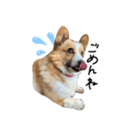 コーギー犬のれもんちゃん（個別スタンプ：2）
