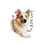 コーギー犬のれもんちゃん（個別スタンプ：3）