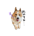 コーギー犬のれもんちゃん（個別スタンプ：4）
