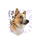 コーギー犬のれもんちゃん（個別スタンプ：5）
