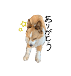 コーギー犬のれもんちゃん（個別スタンプ：6）