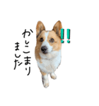 コーギー犬のれもんちゃん（個別スタンプ：7）