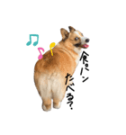 コーギー犬のれもんちゃん（個別スタンプ：8）
