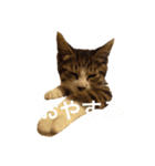 いわし（個別スタンプ：2）