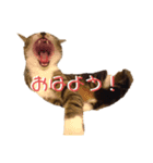いわし（個別スタンプ：3）