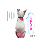 うちのちゃろくん（個別スタンプ：5）