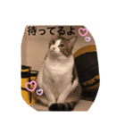 ゆるゆる孔明スタンプ（個別スタンプ：1）