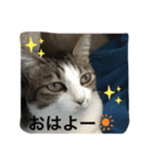 ゆるゆる孔明スタンプ（個別スタンプ：2）