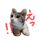 老猫サブロースタンプ（個別スタンプ：4）