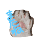 老猫サブロースタンプ（個別スタンプ：5）