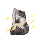 老猫サブロースタンプ（個別スタンプ：6）