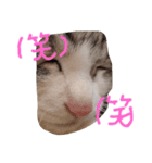 老猫サブロースタンプ（個別スタンプ：8）