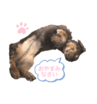 綾乃だいすきトトさんスタンプ（個別スタンプ：5）