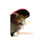 のんびりさん猫（個別スタンプ：2）