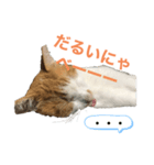のんびりさん猫（個別スタンプ：3）
