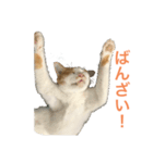 のんびりさん猫（個別スタンプ：4）
