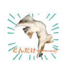 のんびりさん猫（個別スタンプ：5）