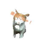 のんびりさん猫（個別スタンプ：7）
