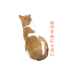 のんびりさん猫（個別スタンプ：8）