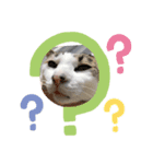 我が猫にゃ（個別スタンプ：1）