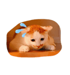 我が猫にゃ（個別スタンプ：2）