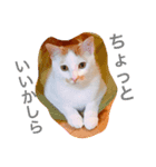 我が猫にゃ（個別スタンプ：3）