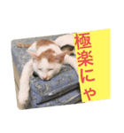 我が猫にゃ（個別スタンプ：5）
