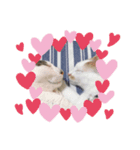 我が猫にゃ（個別スタンプ：6）