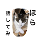 我が猫にゃ（個別スタンプ：8）