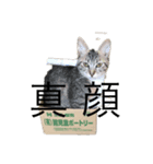 にゃんだほープリクラ（個別スタンプ：3）