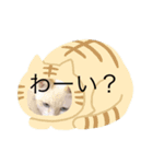 にゃんだほープリクラ（個別スタンプ：8）