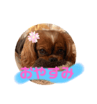 Cavalier CHACO1（個別スタンプ：1）
