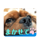 Cavalier CHACO1（個別スタンプ：3）