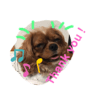 Cavalier CHACO1（個別スタンプ：4）