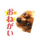 Cavalier CHACO1（個別スタンプ：5）