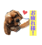Cavalier CHACO1（個別スタンプ：7）