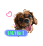 Cavalier CHACO1（個別スタンプ：8）