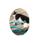 猫のクロちゃん（個別スタンプ：2）
