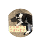 猫のクロちゃん（個別スタンプ：3）