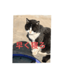 猫のクロちゃん（個別スタンプ：5）