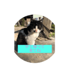 猫のクロちゃん（個別スタンプ：6）